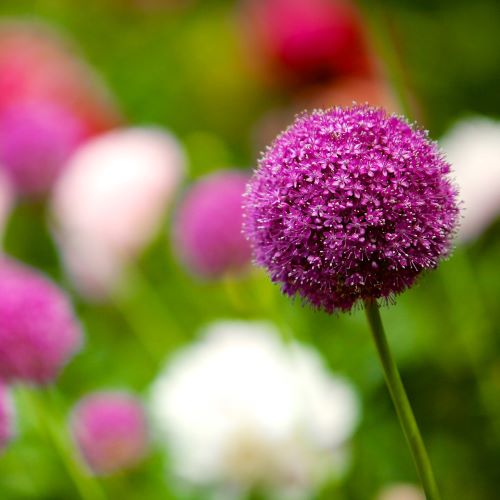 Outdoor Plant Subscriptions - Ongoing - Image 9