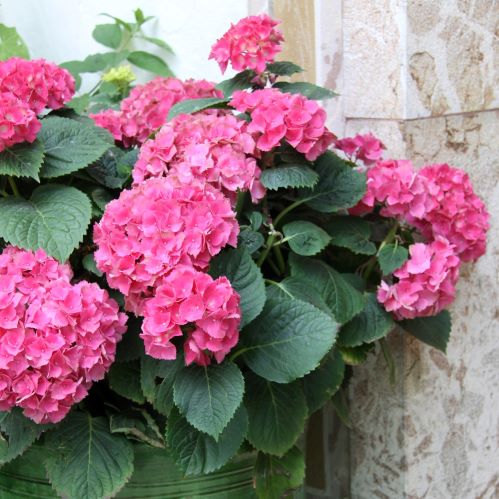 Outdoor Plant Subscriptions - Ongoing - Image 11