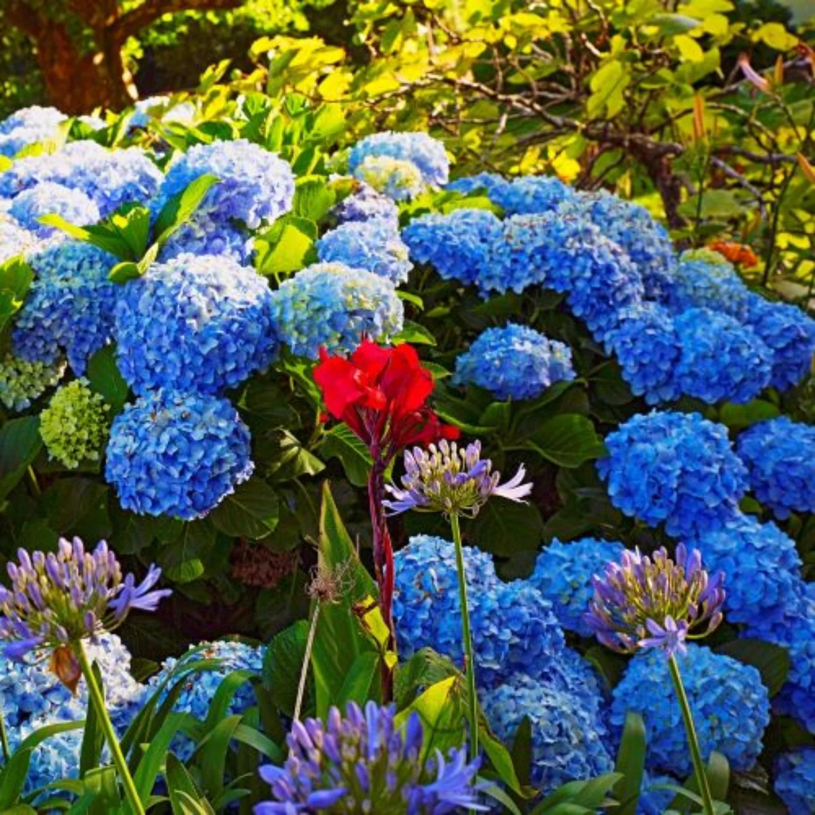 Outdoor Plant Subscriptions - Ongoing - Image 6