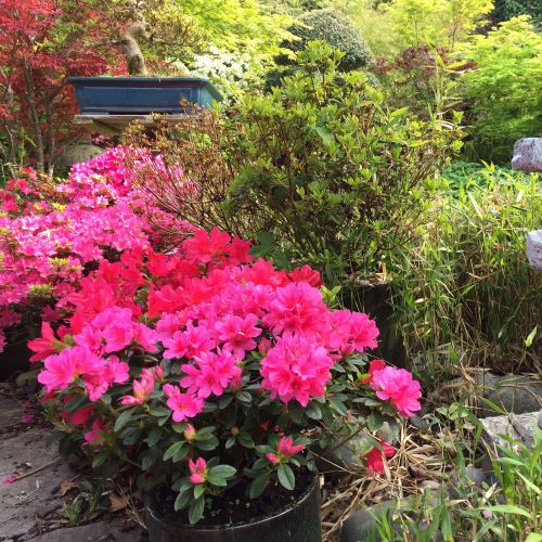 Outdoor Plant Subscriptions - Ongoing - Image 3