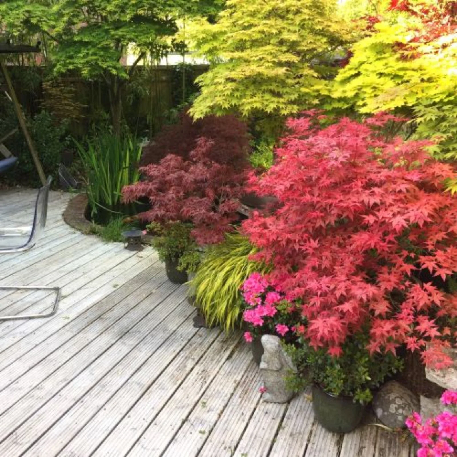 Outdoor Plant Subscriptions - Ongoing - Image 4