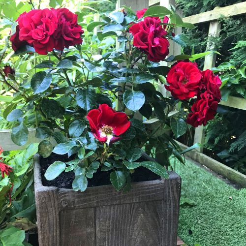 Outdoor Plant Subscriptions - Ongoing - Image 5