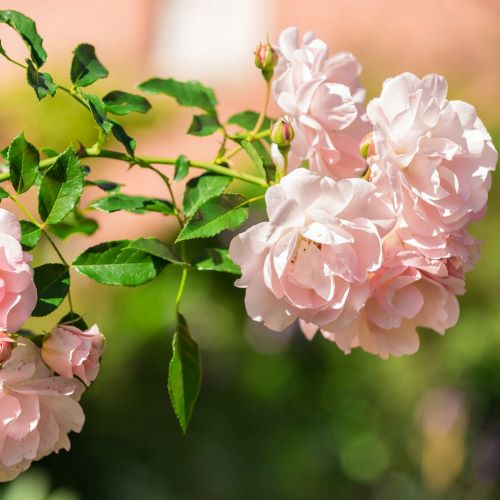 Outdoor Plant Subscriptions - Ongoing - Image 7