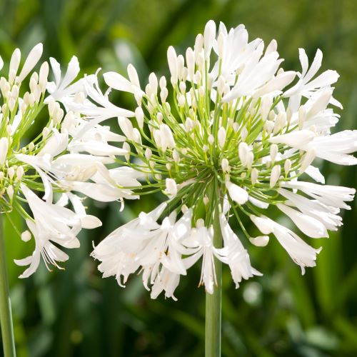 Outdoor Plant Subscriptions - Ongoing - Image 8