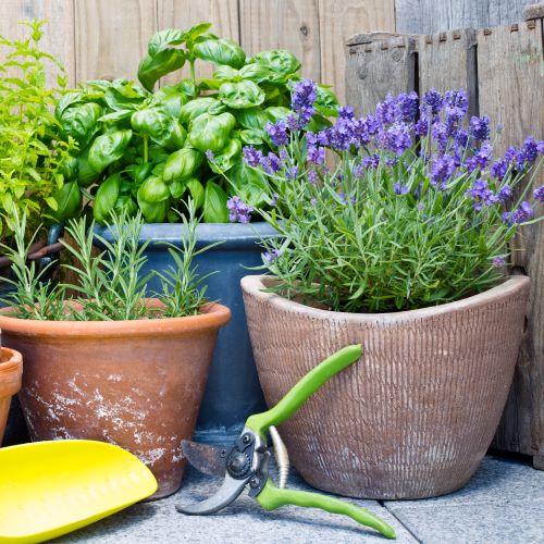 Fresh Flower Bouquets & Arrangements