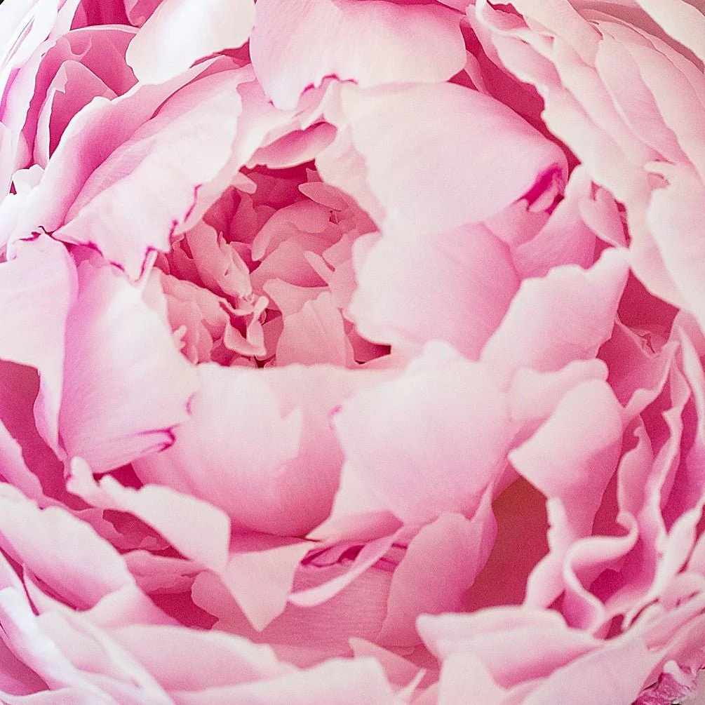 Peonies Bouquet - Image 3
