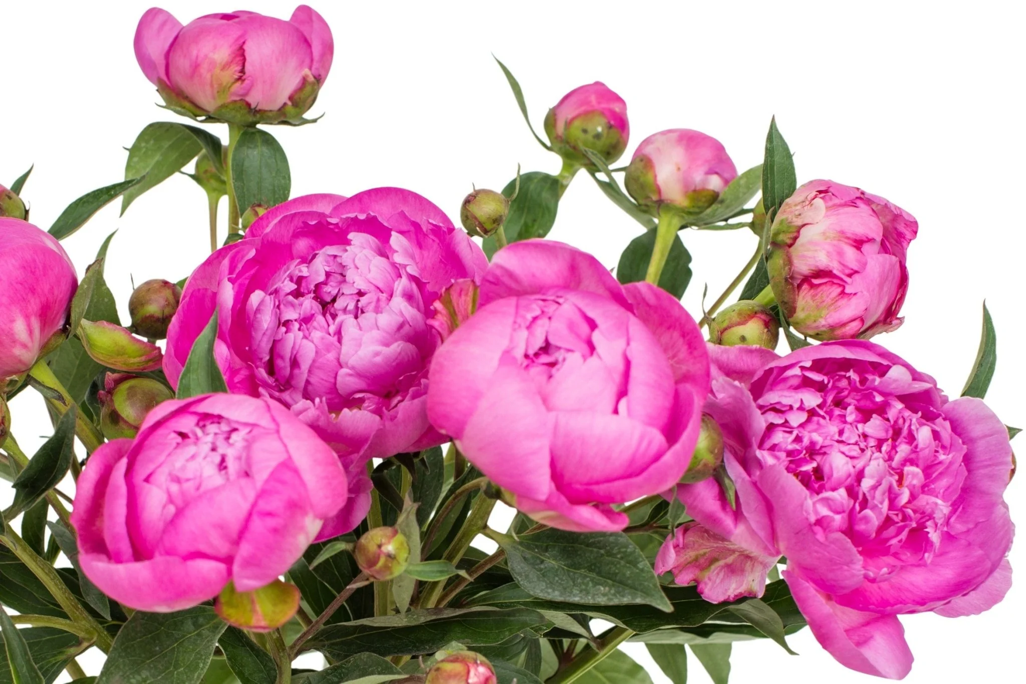 Peonies - Bright Pink - Image 4