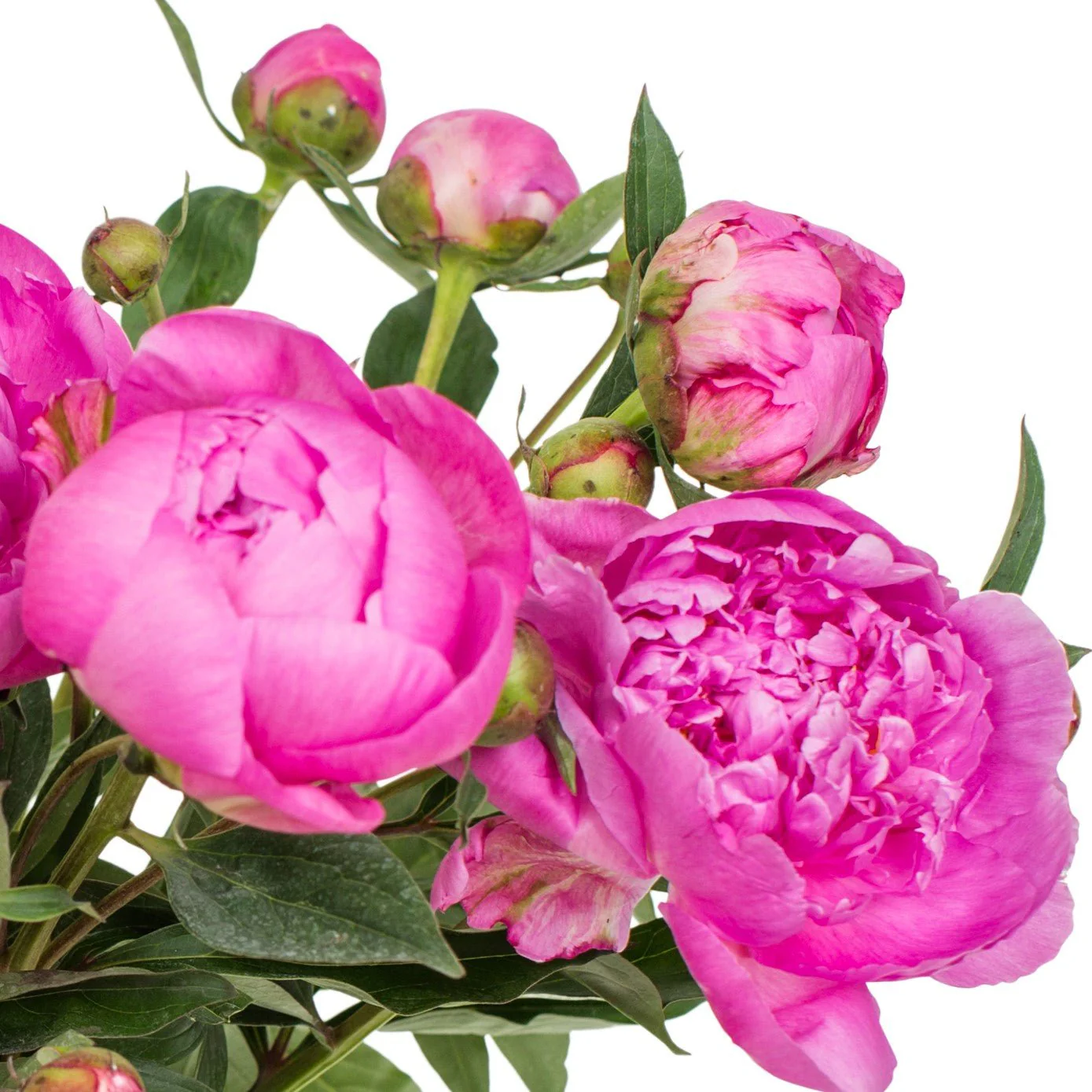 Peonies - Bright Pink - Image 5