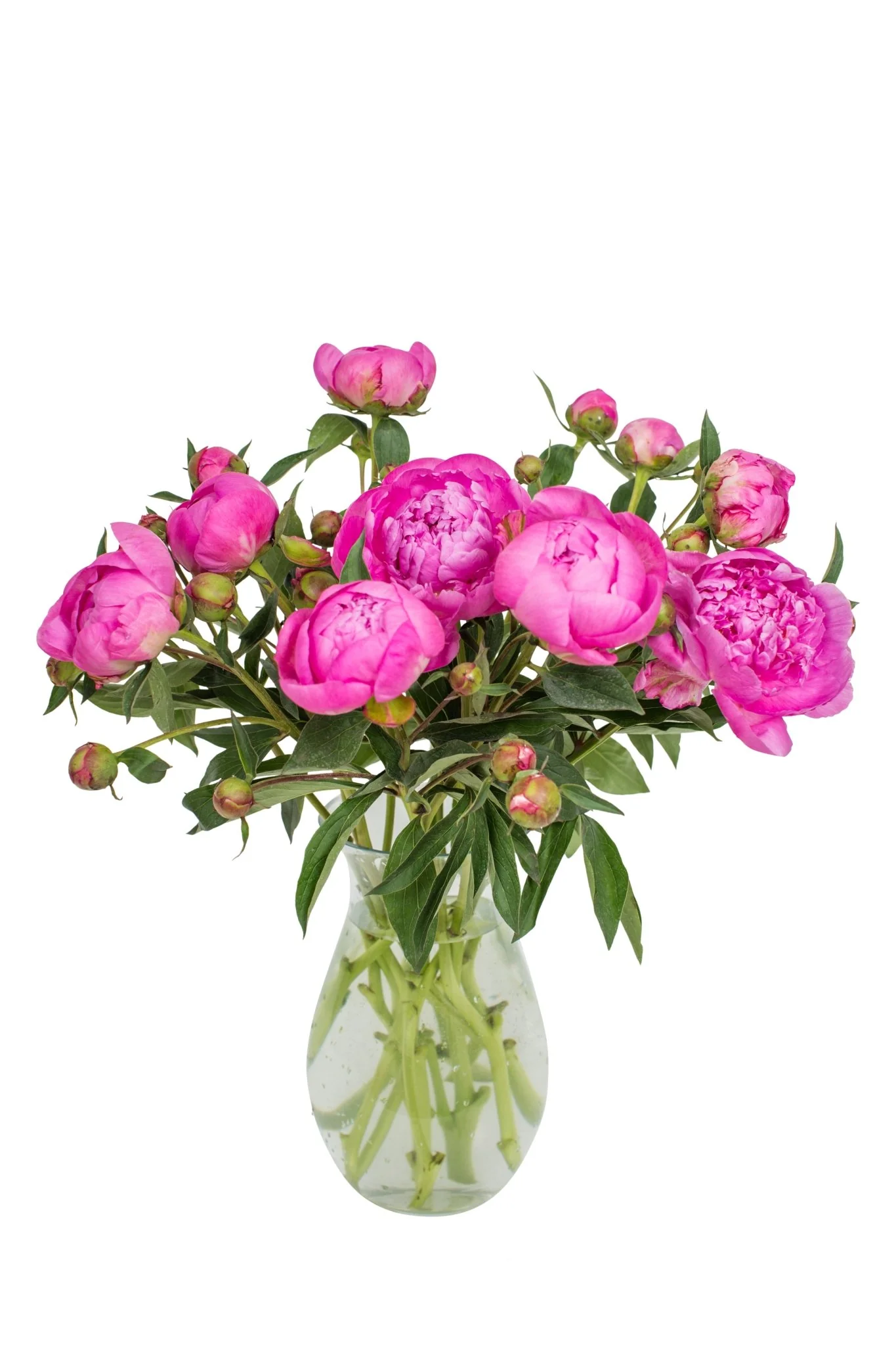 Peonies - Bright Pink - Image 6