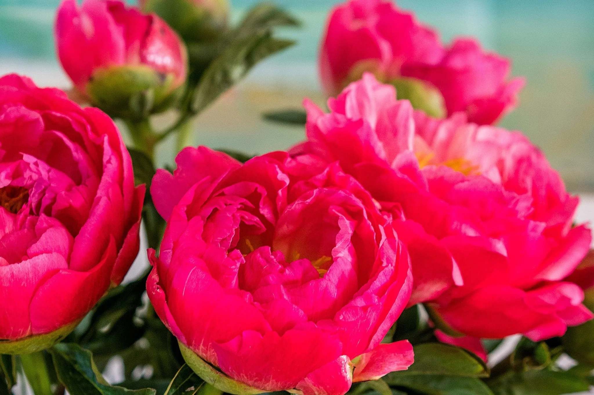 Peonies - Coral - Image 5