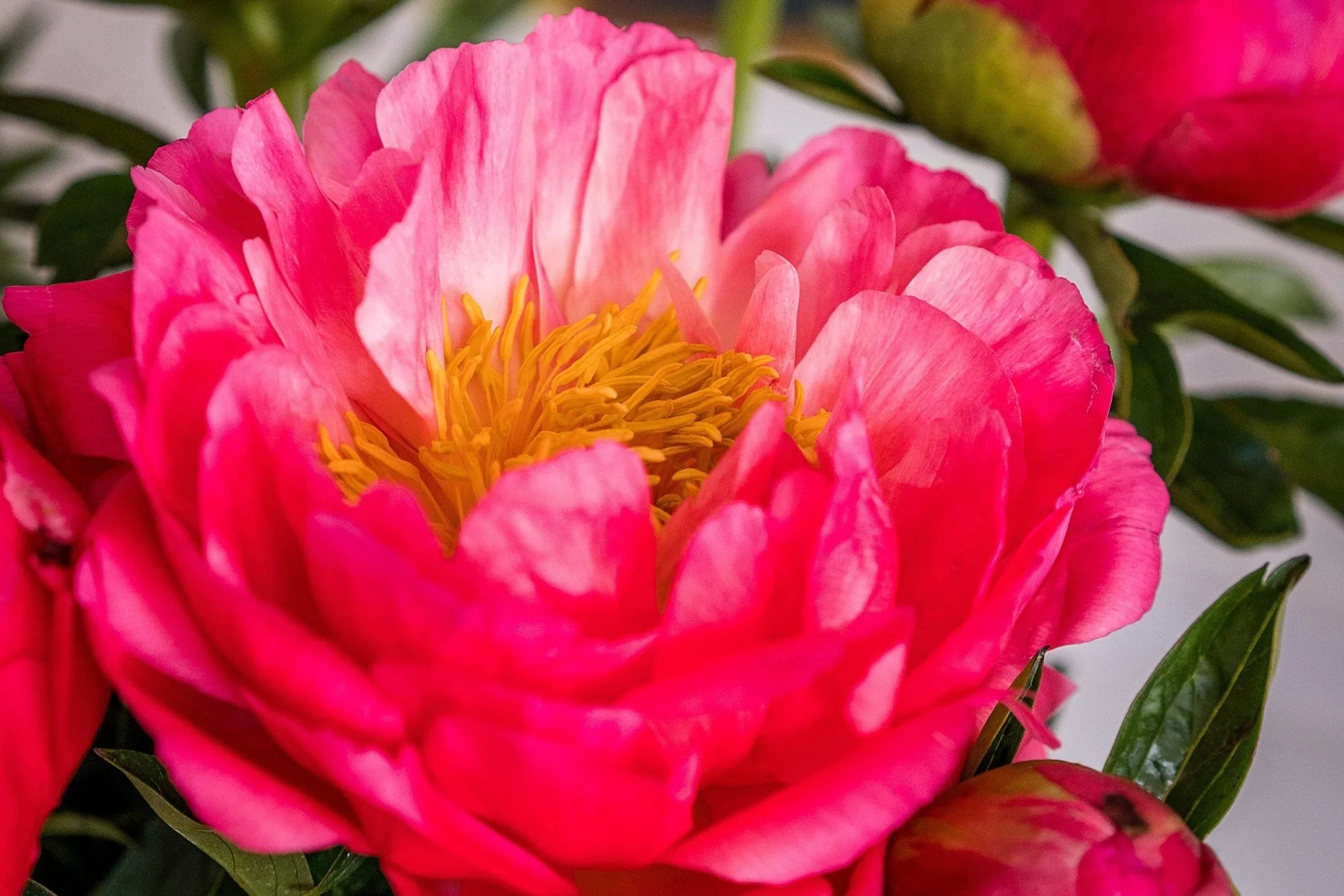 Peonies - Coral - Image 6