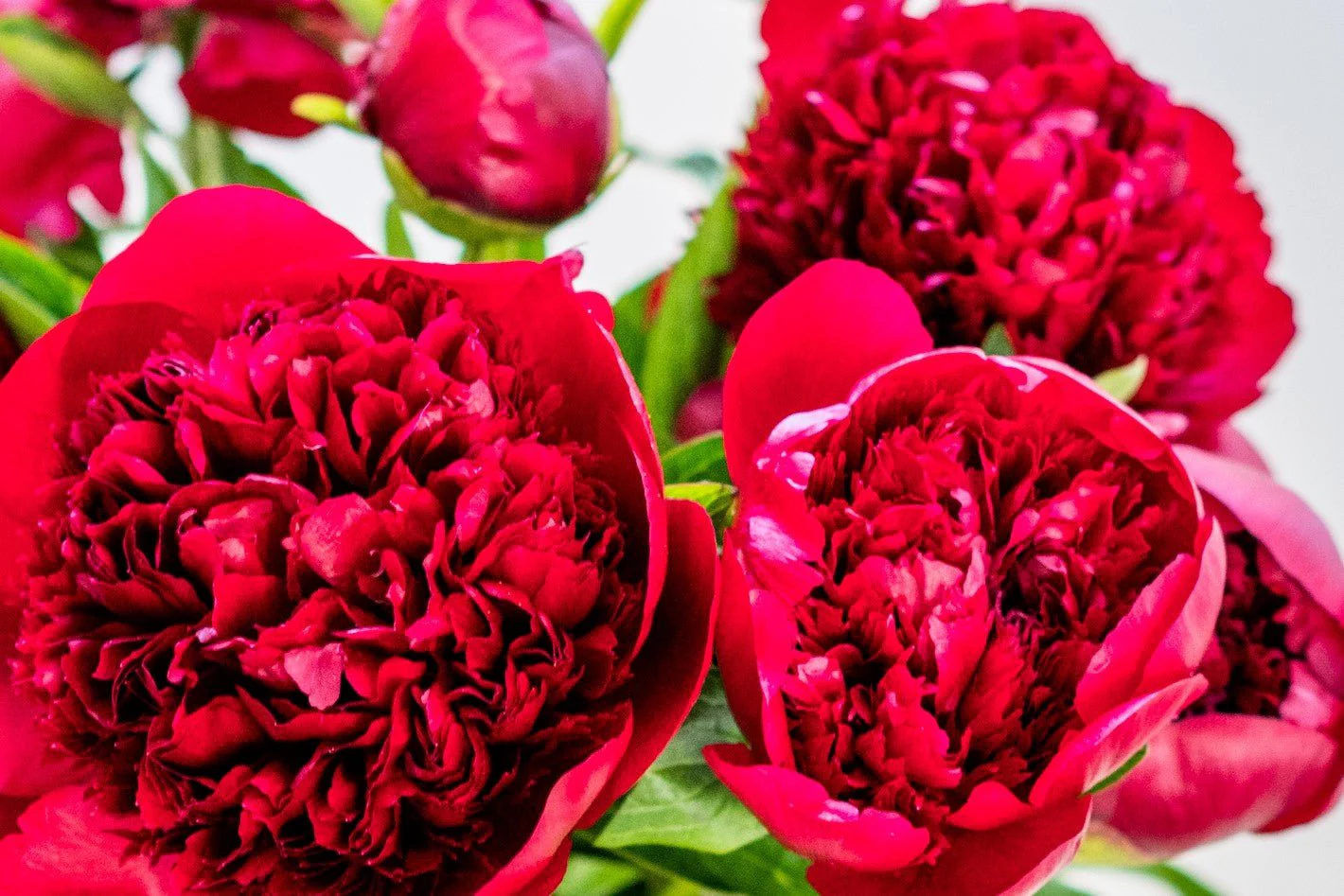 Peonies - Deep Red - Image 3