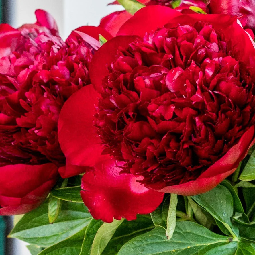 Peonies - Deep Red - Image 4