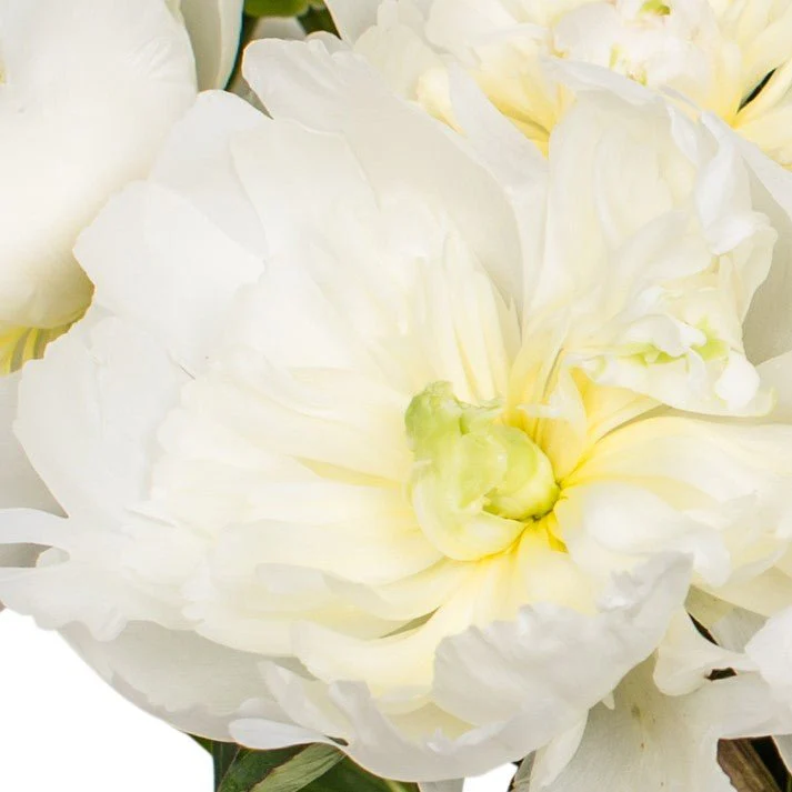 Peonies - White - Image 3