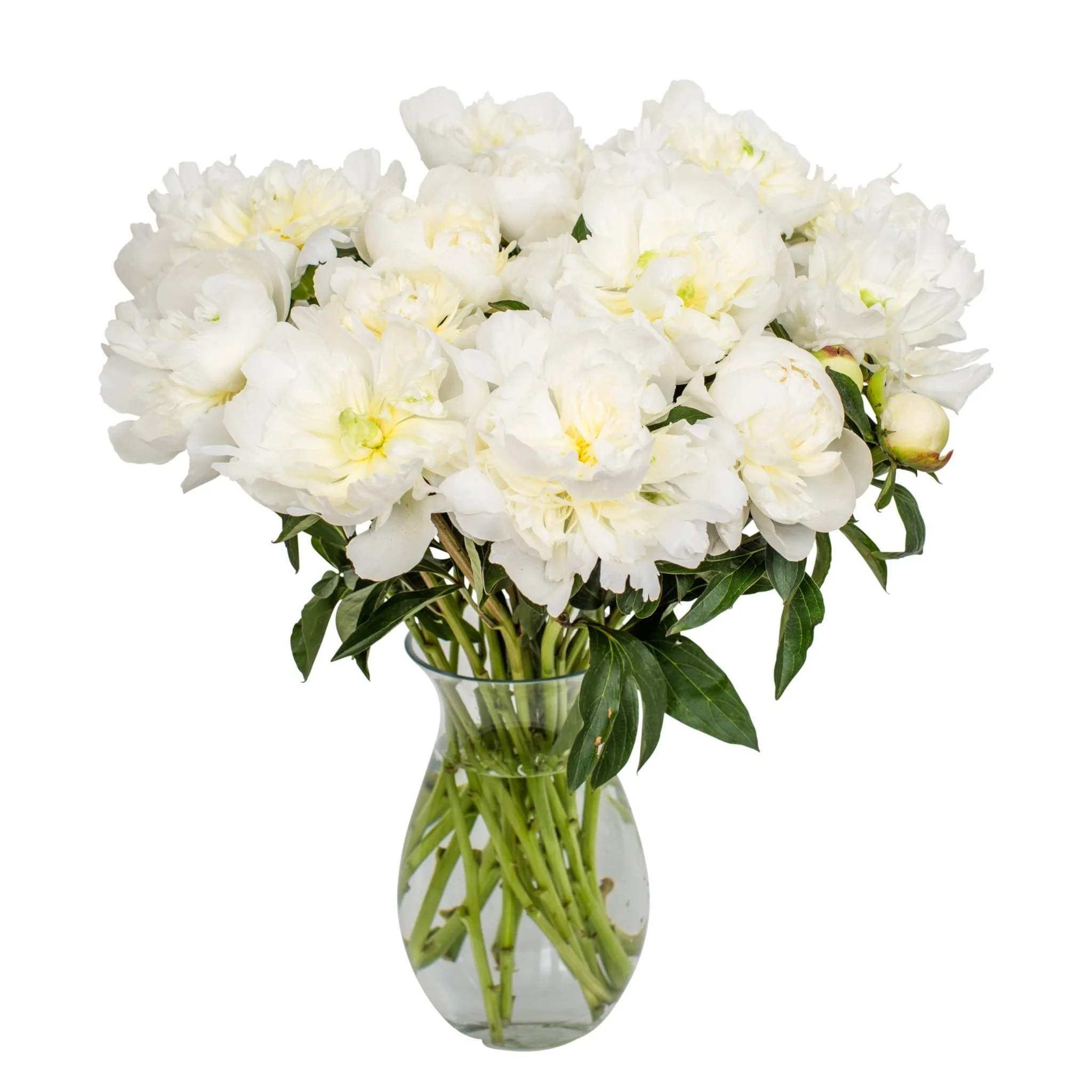 Peonies - White - Image 4