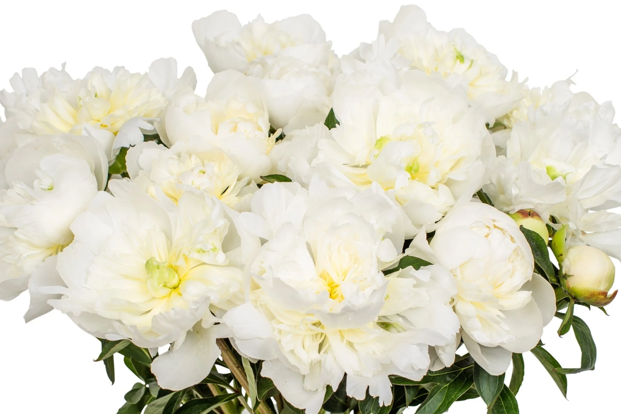 Peonies - White - Image 5
