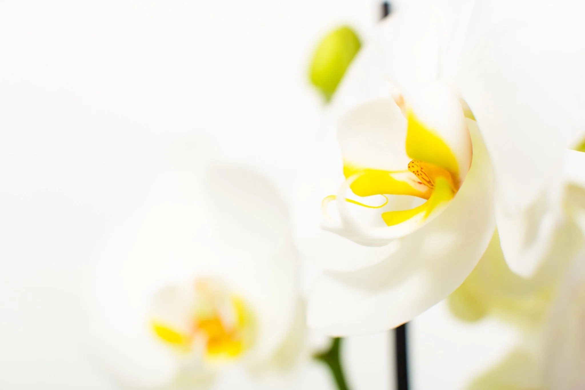 Phalaenopsis Orchid Bouquets - Image 13