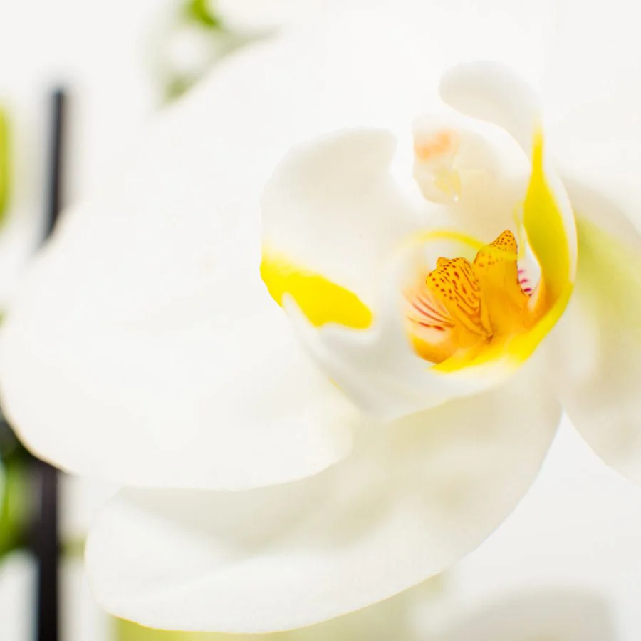 Phalaenopsis Orchid Bouquets - Image 5