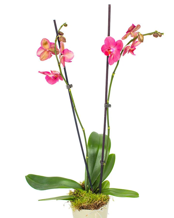 Phalaenopsis Orchid Subscriptions - Image 10