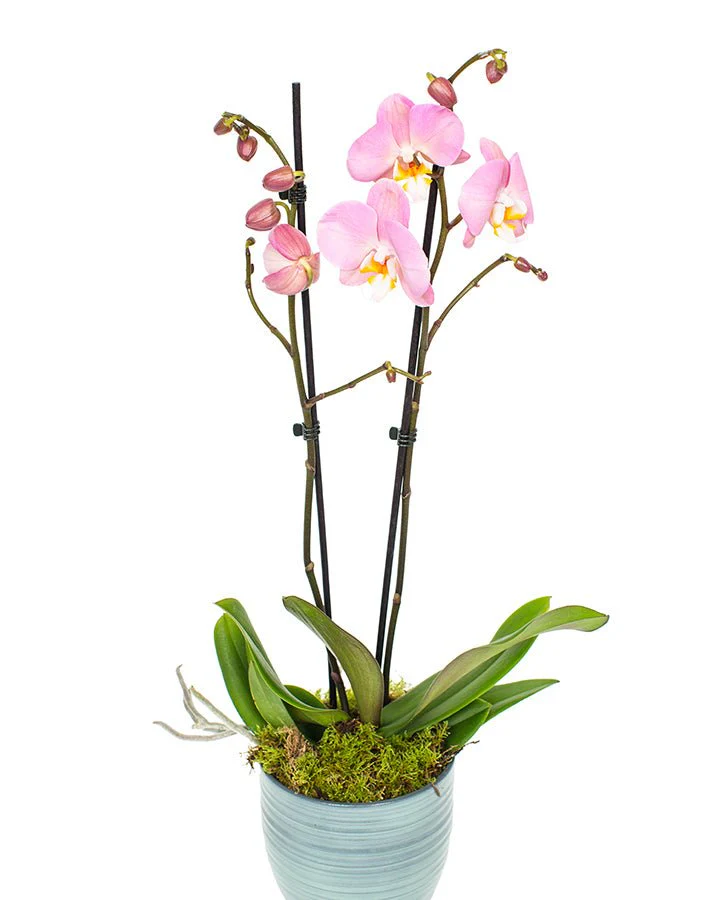 Phalaenopsis Orchid Subscriptions - Image 12
