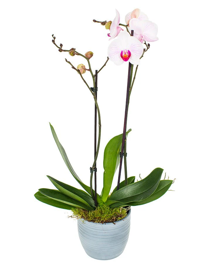 Phalaenopsis Orchid Subscriptions - Image 13