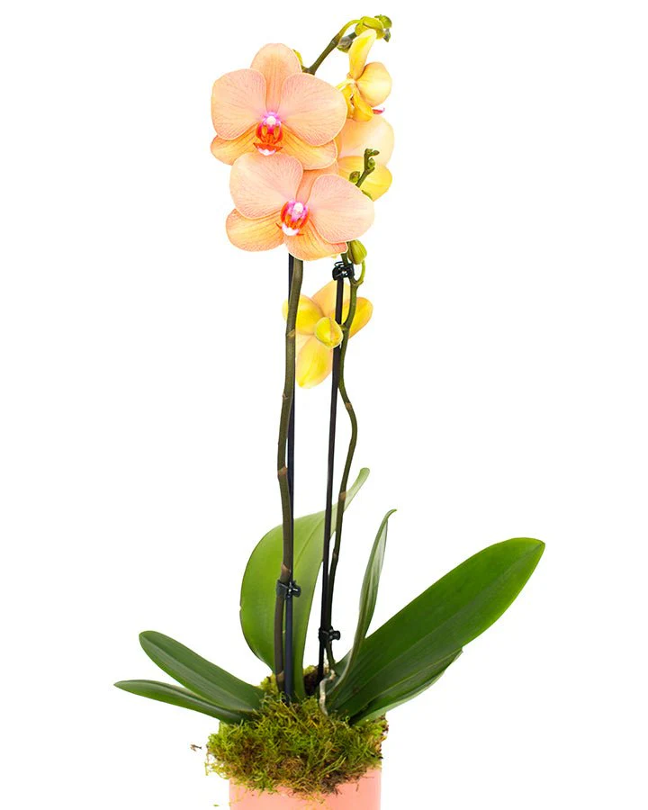 Phalaenopsis Orchid Subscriptions - Image 15