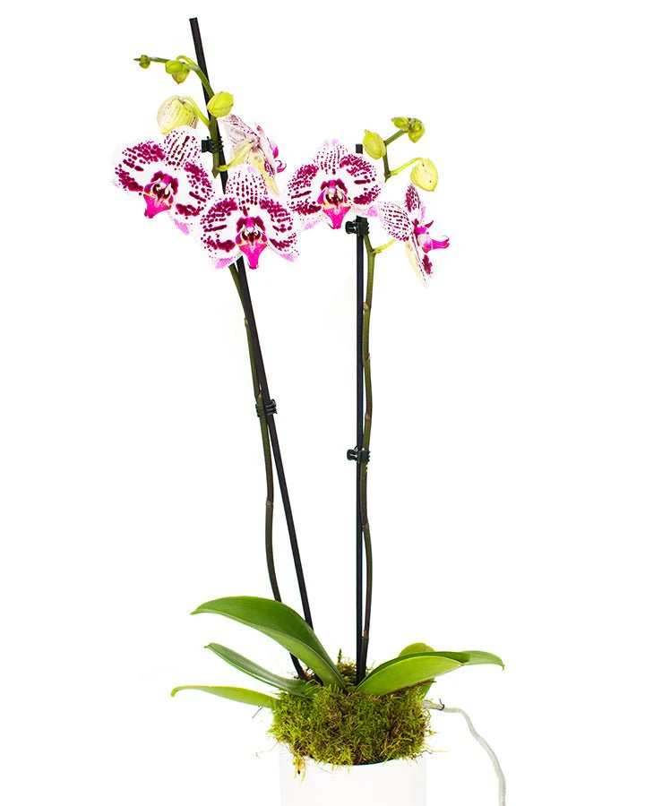 Phalaenopsis Orchid Subscriptions - Image 16