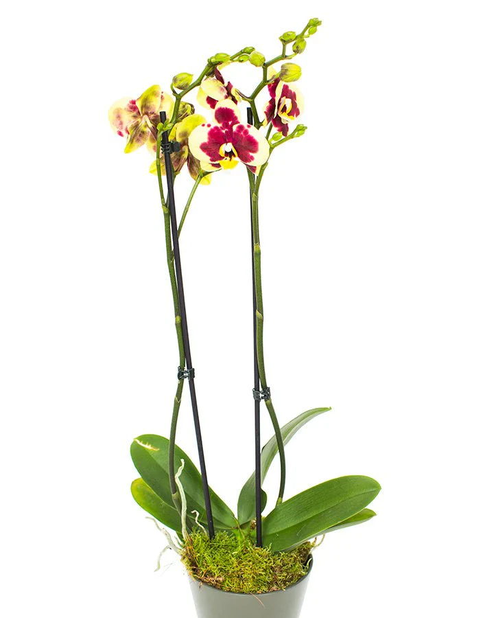 Phalaenopsis Orchid Subscriptions - Image 17