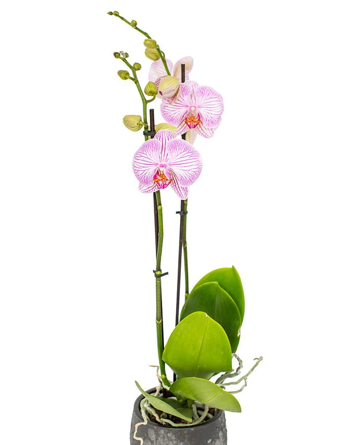 Phalaenopsis Orchid Subscriptions - Image 3