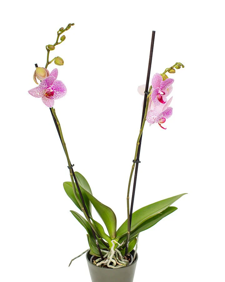 Phalaenopsis Orchid Subscriptions - Image 5