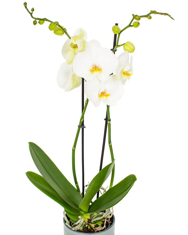 Phalaenopsis Orchid Subscriptions - Image 6
