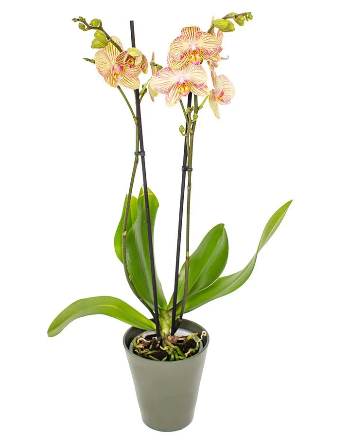 Phalaenopsis Orchid Subscriptions - Image 7