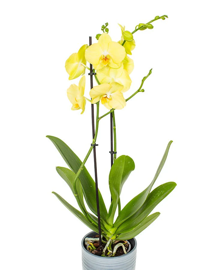 Phalaenopsis Orchid Subscriptions - Image 8