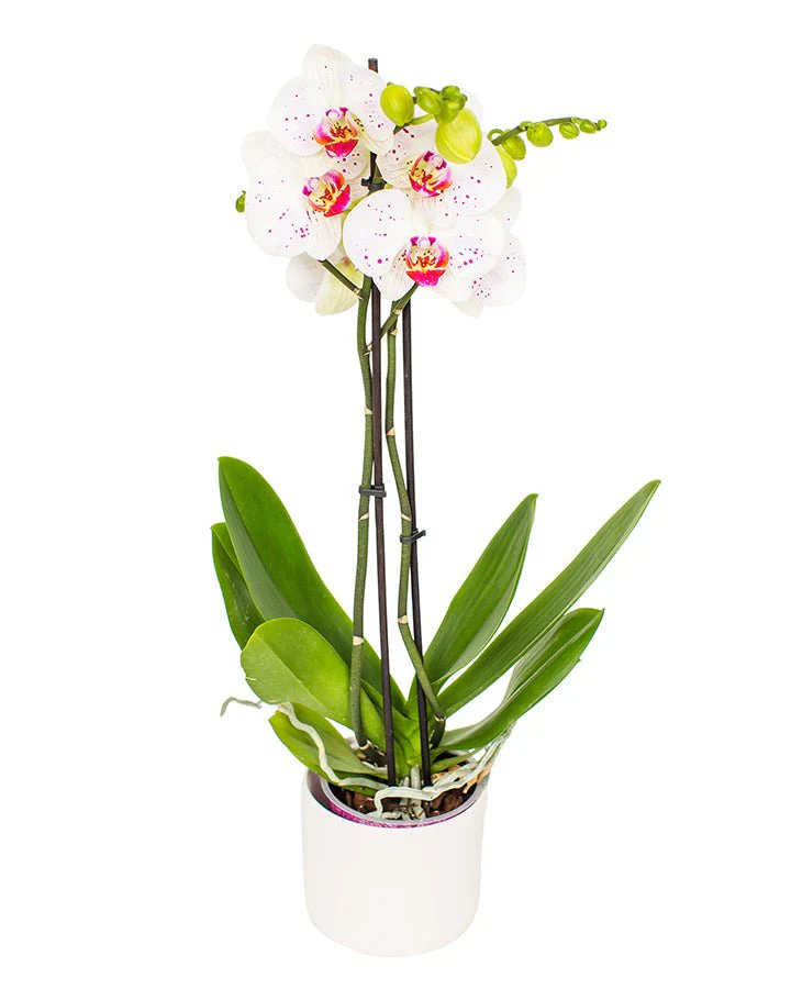 Phalaenopsis Orchid Subscriptions - Image 9