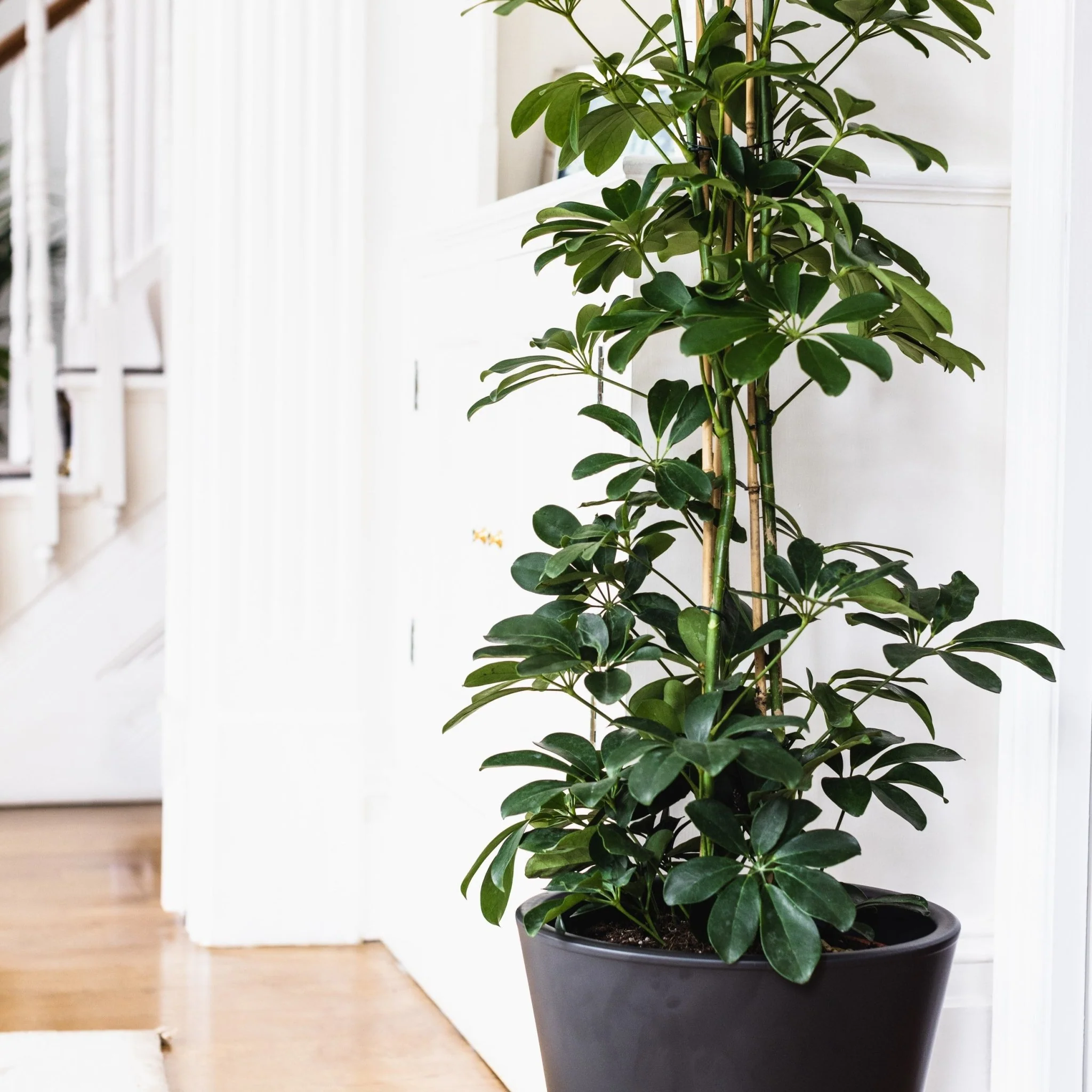 House Plants - Schefflera Arboricola - Compacta - Image 3