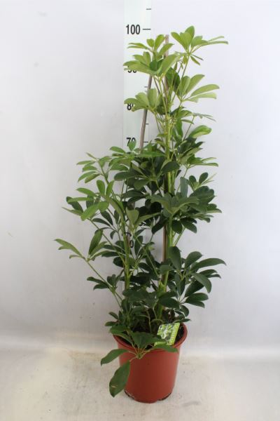 House Plants - Schefflera Arboricola - Compacta - Image 4