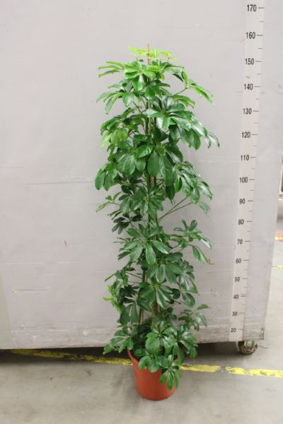 House Plants - Schefflera Arboricola - Compacta - Image 5