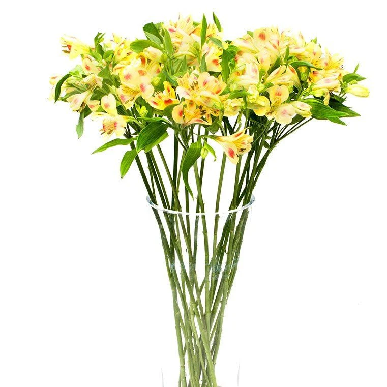 Subscription Flowers - Alstroemeria - Image 3