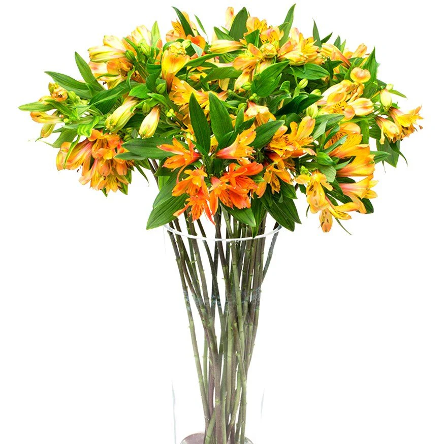 Subscription Flowers - Alstroemeria - Image 8