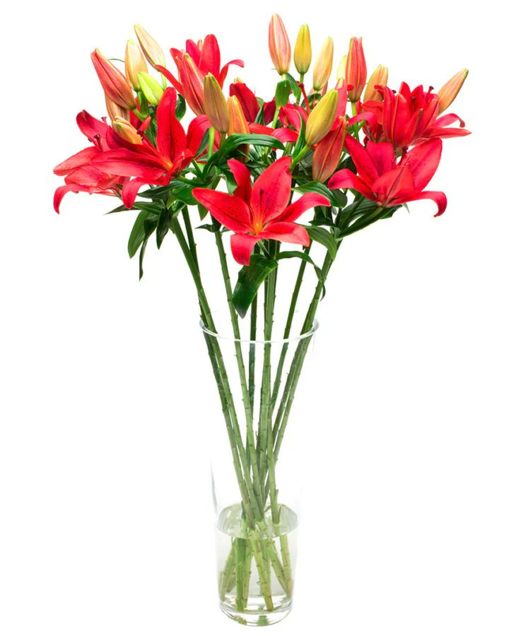 Subscription Flowers - Lilies - Asiatic - Image 3