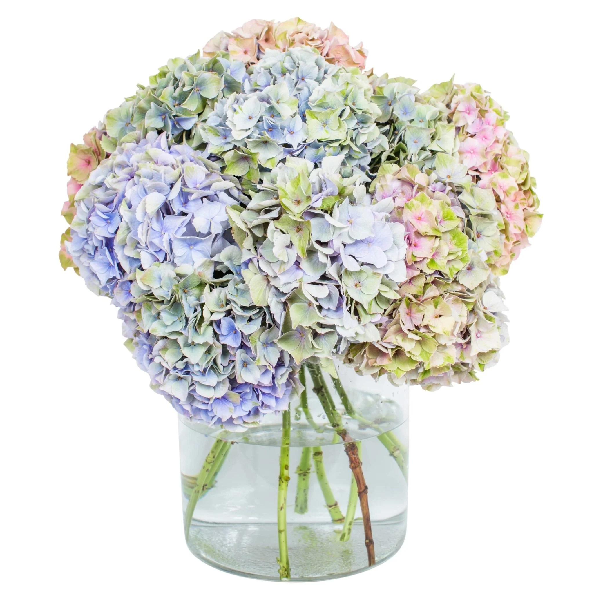Subscription Flowers - Hydrangea - Image 10
