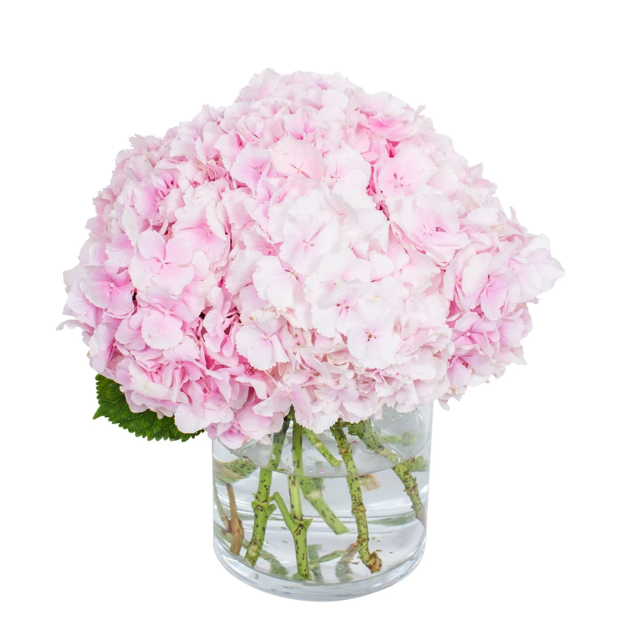 Subscription Flowers - Hydrangea - Image 11