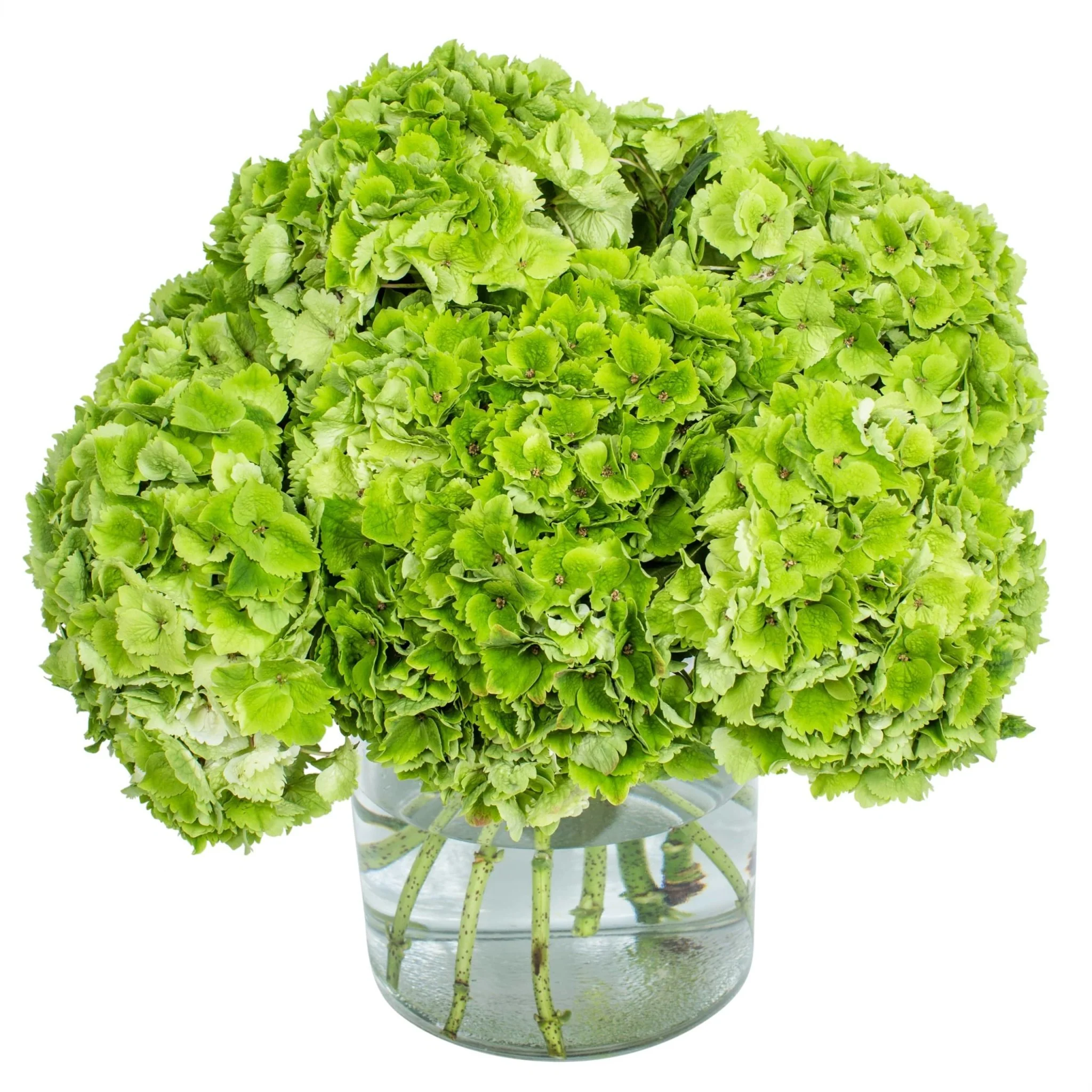 Subscription Flowers - Hydrangea - Image 12