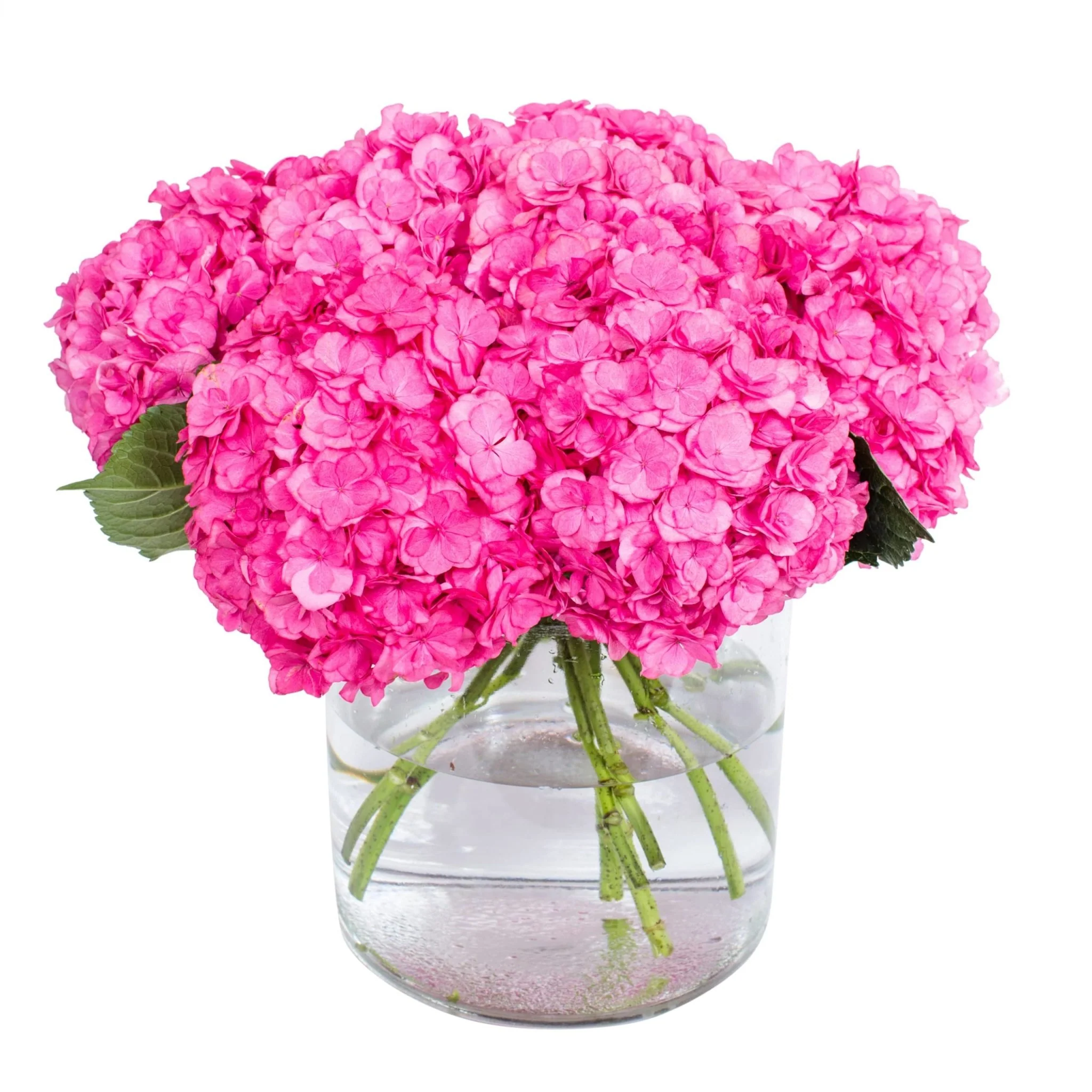 Subscription Flowers - Hydrangea - Image 13