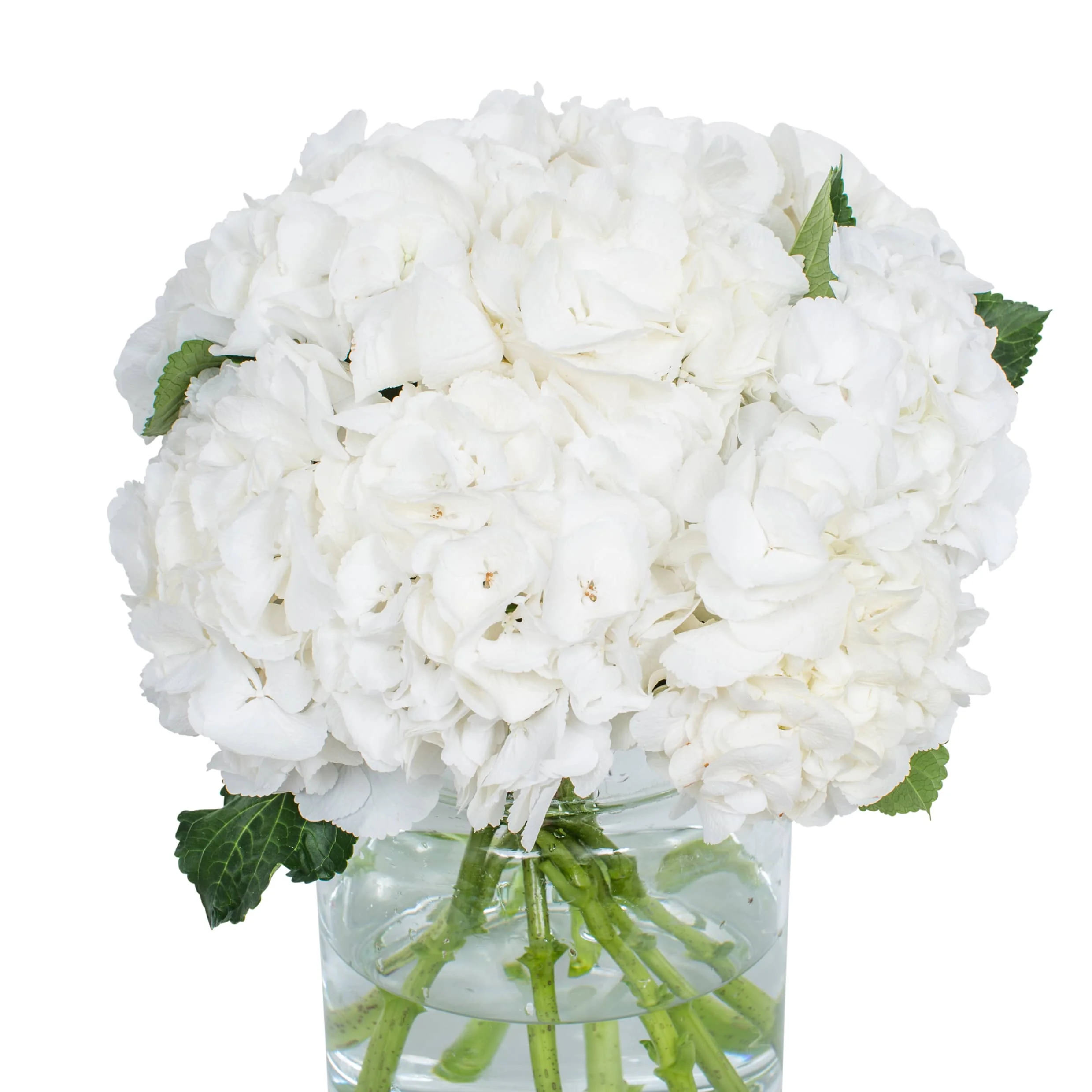Subscription Flowers - Hydrangea - Image 14