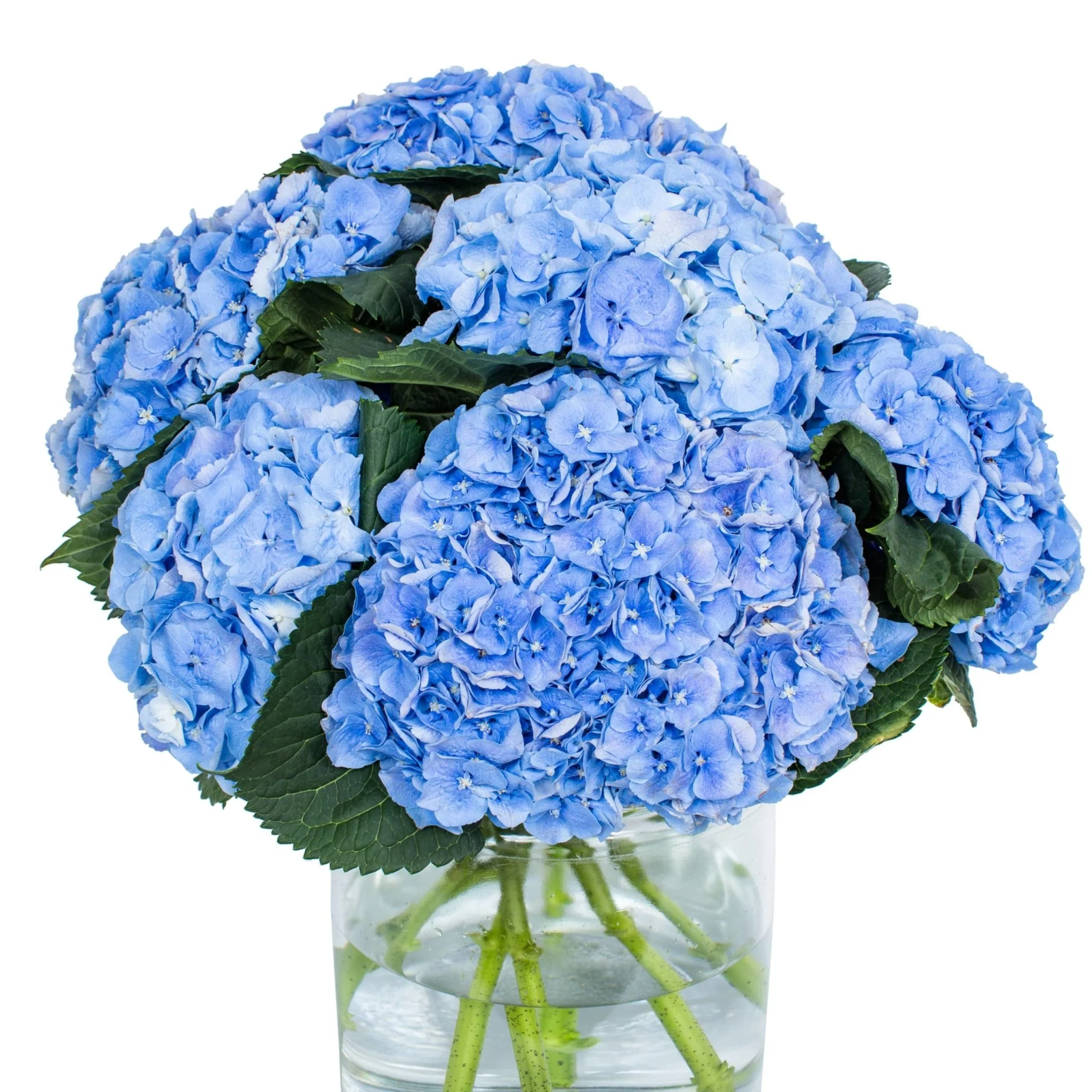 Subscription Flowers - Hydrangea - Image 15