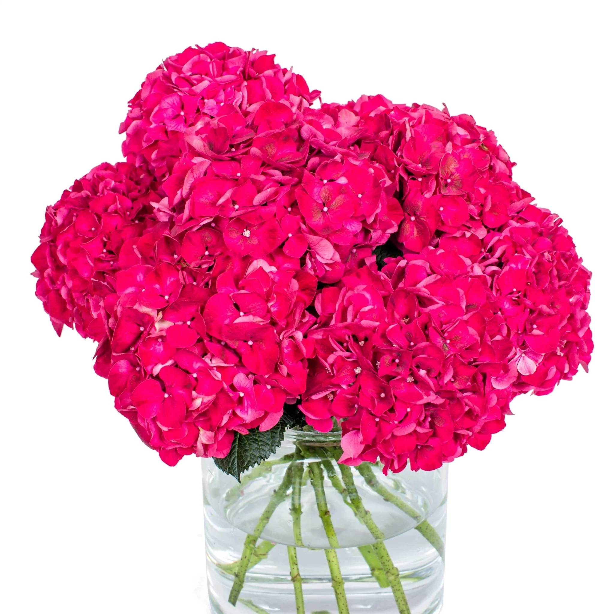 Subscription Flowers - Hydrangea - Image 16