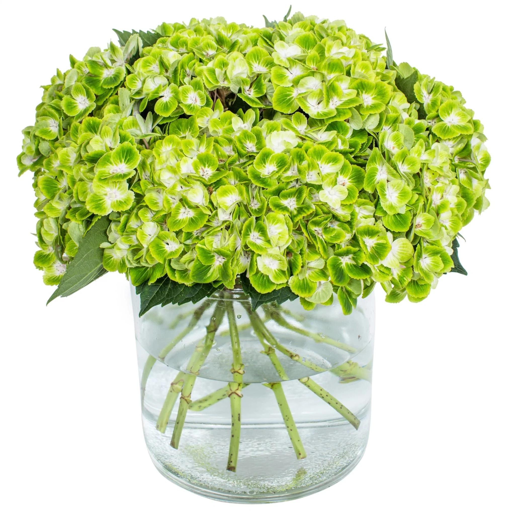Subscription Flowers - Hydrangea - Image 17