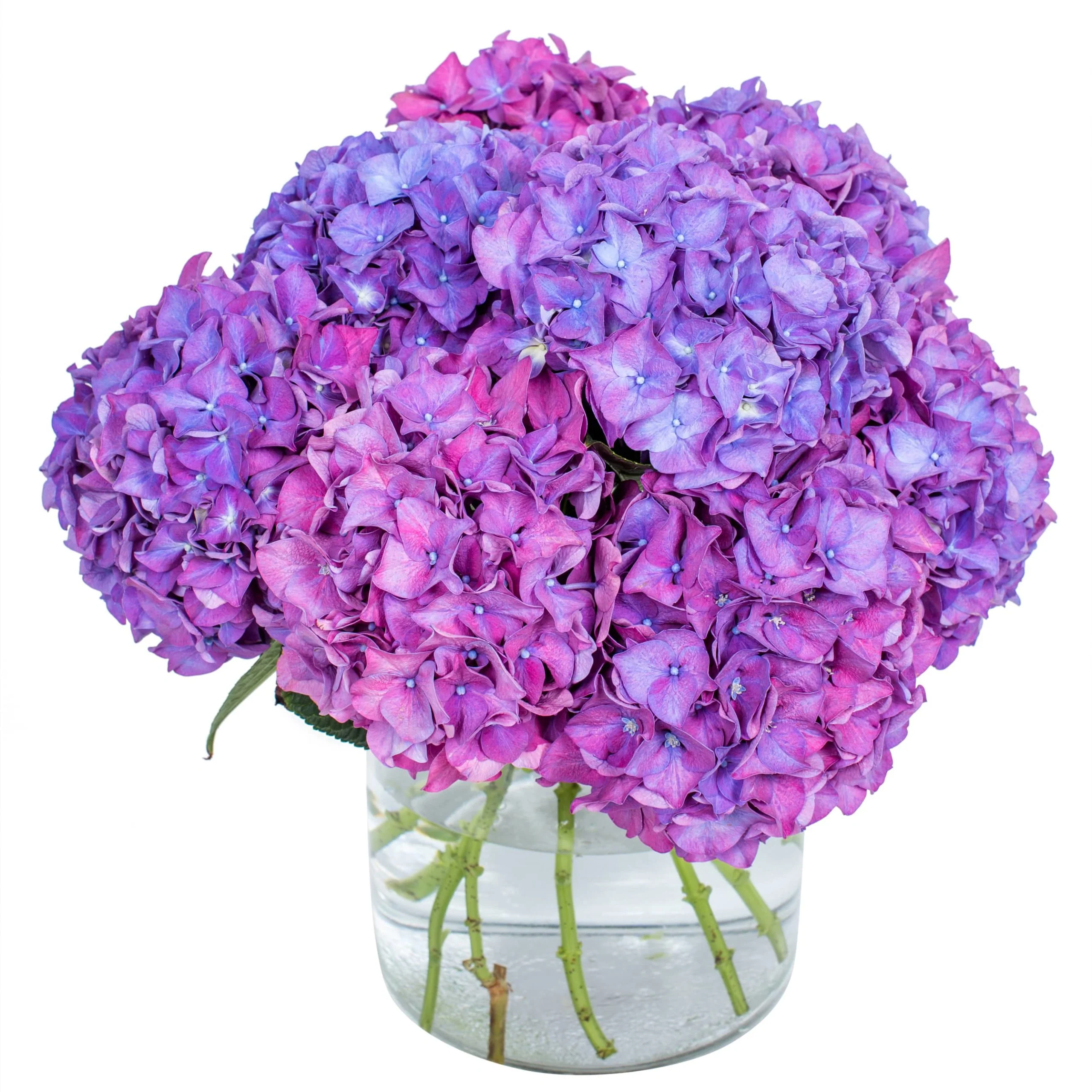 Subscription Flowers - Hydrangea - Image 3