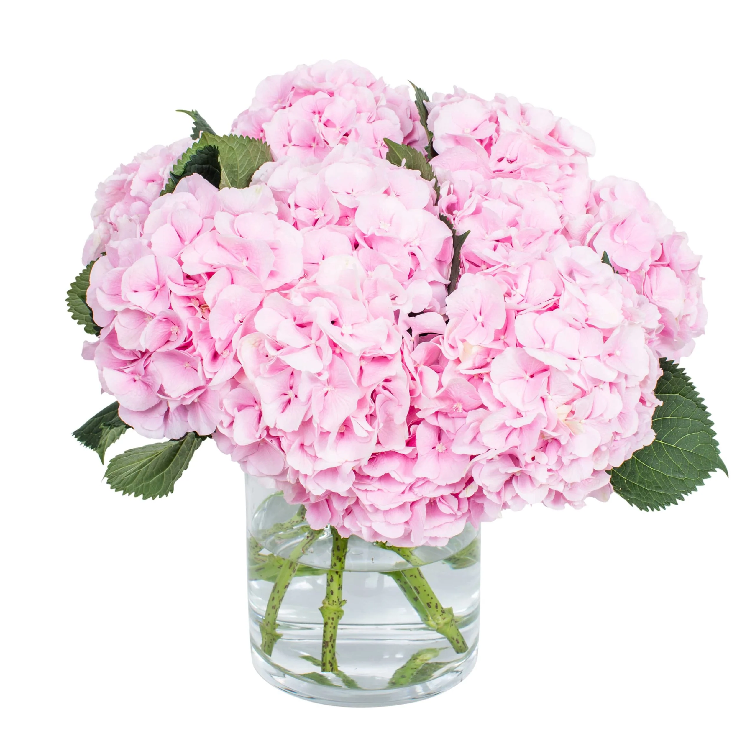 Subscription Flowers - Hydrangea - Image 4